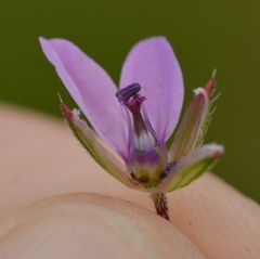 Erodium cicutarium