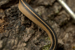 Coniophanes schmidti