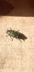 Baudonisia villosiventris