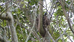 Thraupis sayaca
