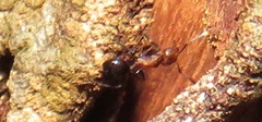 Atopomyrmex mocquerysi