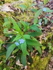 Omphalodes nitida