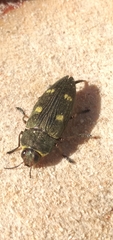 Baudonisia villosiventris