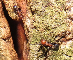 Atopomyrmex mocquerysi