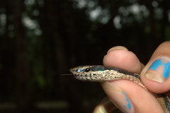 Coniophanes schmidti