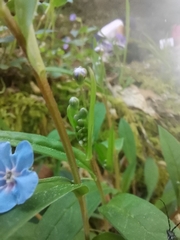 Omphalodes nitida