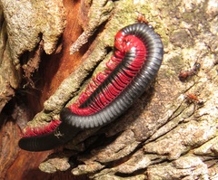 Orthoporoides