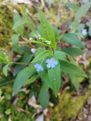 Omphalodes nitida
