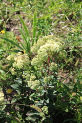 Hylotelephium caucasicum