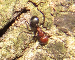 Atopomyrmex mocquerysi