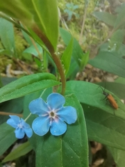 Omphalodes nitida