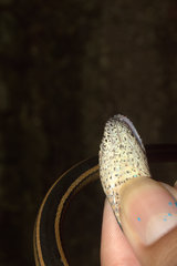 Coniophanes schmidti