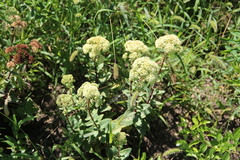 Hylotelephium caucasicum