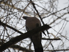 Columba palumbus