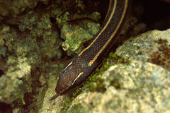 Coniophanes schmidti