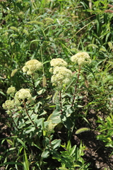 Hylotelephium caucasicum