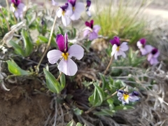 Viola trinervata