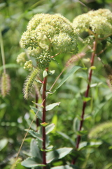 Hylotelephium caucasicum