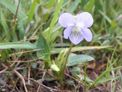 Viola stagnina