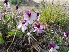 Viola trinervata
