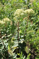 Hylotelephium caucasicum