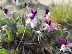 Viola trinervata