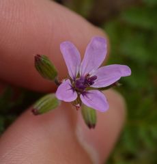 Erodium cicutarium