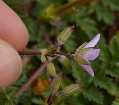 Erodium cicutarium