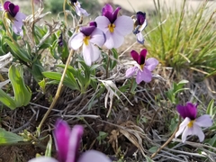 Viola trinervata