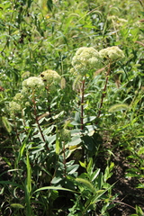 Hylotelephium caucasicum