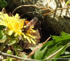 Dasyscolia ciliata