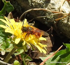 Dasyscolia ciliata