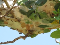 Oecophylla longinoda