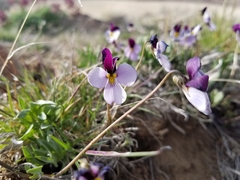 Viola trinervata