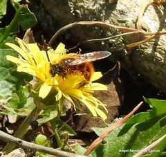 Dasyscolia ciliata