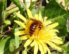 Dasyscolia ciliata