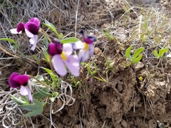 Viola trinervata