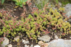 Sedum gracile