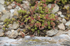 Sedum gracile