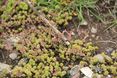 Sedum gracile