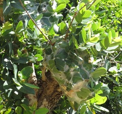 Oecophylla longinoda