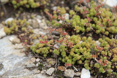 Sedum gracile
