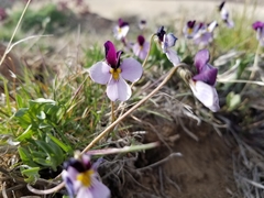 Viola trinervata
