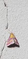 Pyrausta sanguinalis
