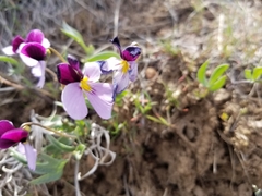 Viola trinervata