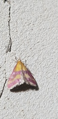 Pyrausta sanguinalis