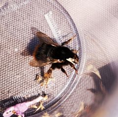 Bombus ruderarius