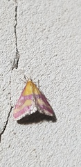 Pyrausta sanguinalis