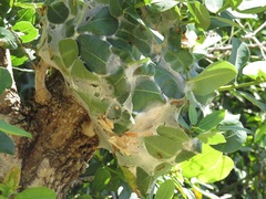 Oecophylla longinoda