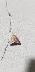 Pyrausta sanguinalis